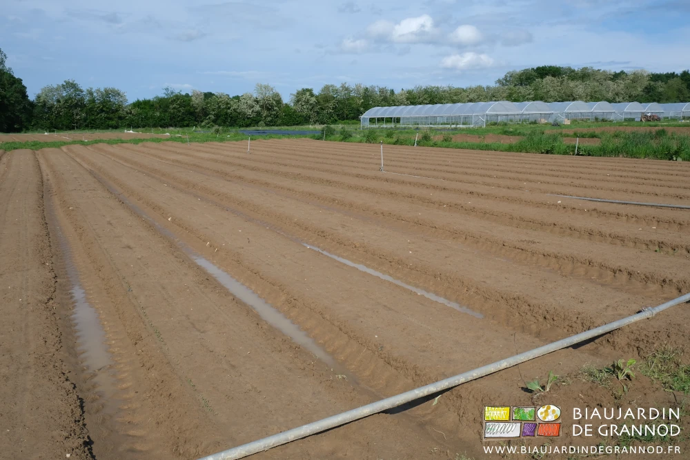 photo d'ensemble du carré de panais après le gros orage