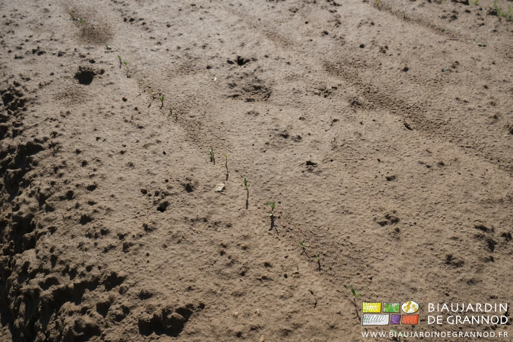 photo proche de jeunes plantules de panais sur leur rang
