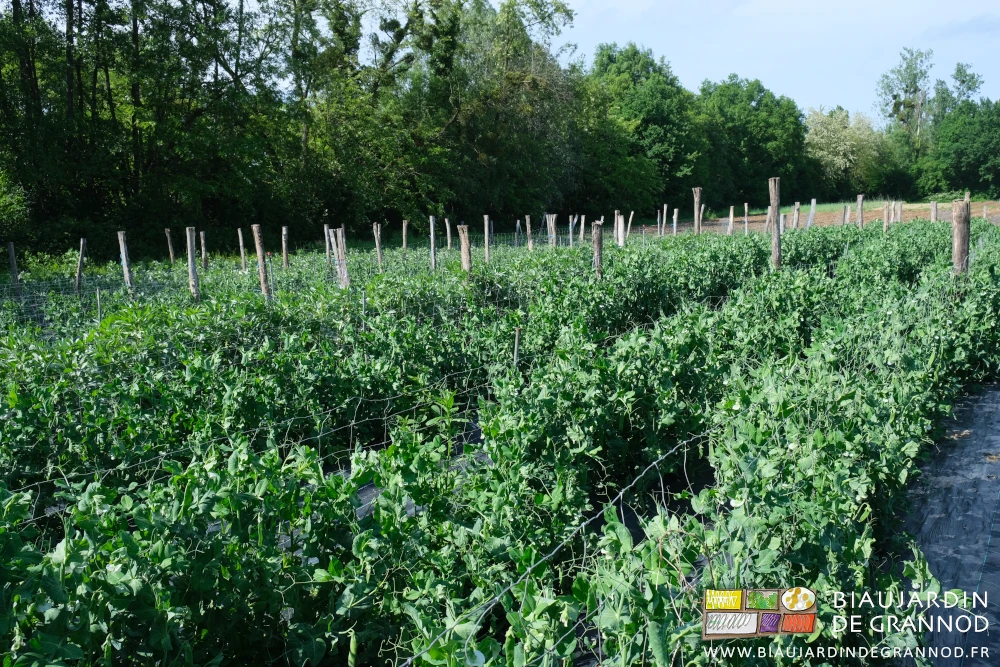 photo du carré de pois, ramé, sur fond de haie bocagère diversifiée