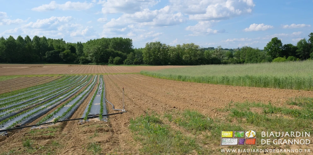 photo d'engrais vert en cours d'incorporation entre culture repiquée et engrais vert en végétation