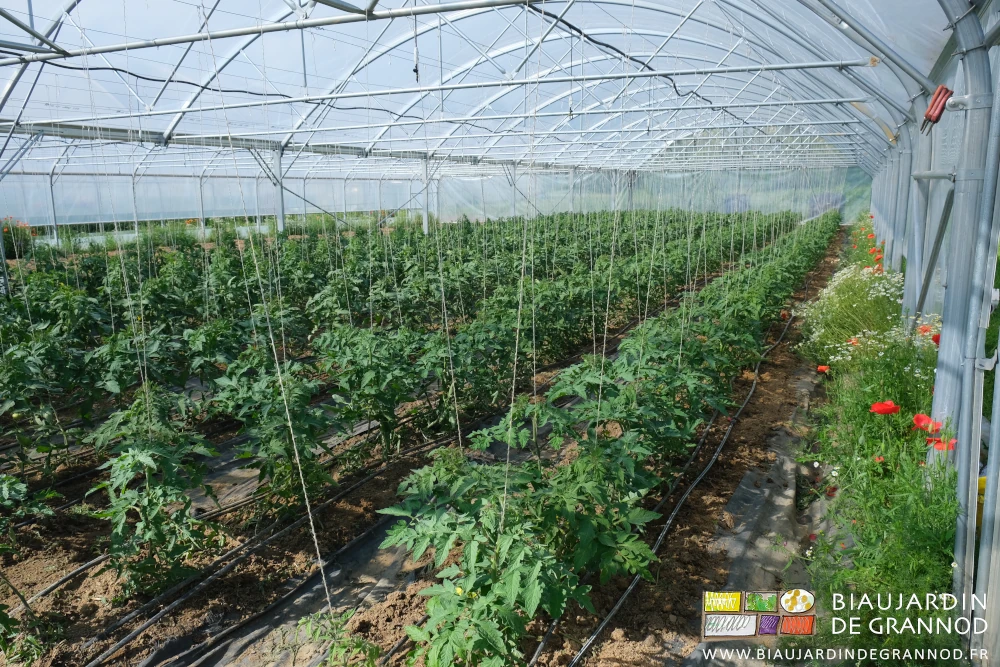 photo d'ensemble du bi-tunnel de tomate en fleur