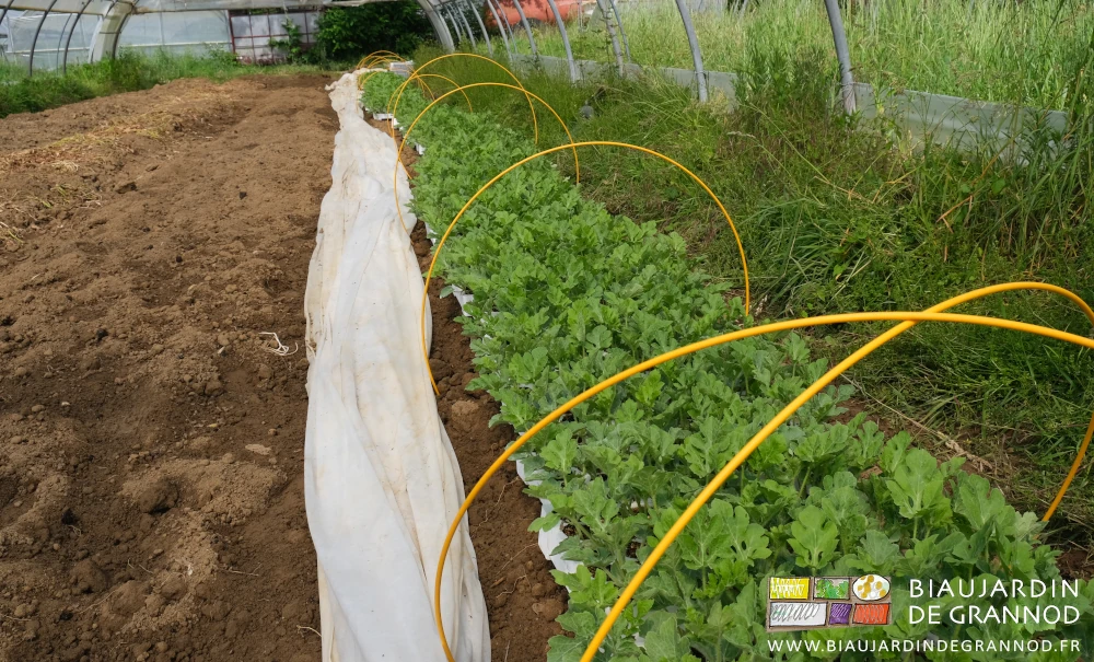 photo des près de 2000 plants de pastèque sous arceaux chenille sur planche d'un tunnel du jardin