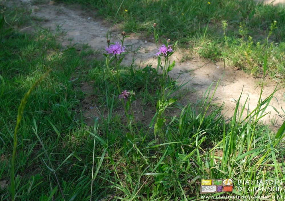 photo de Centaurée jacée, fleur de saison réservoir d'auxiliaires dans une allée de circulation au jardin