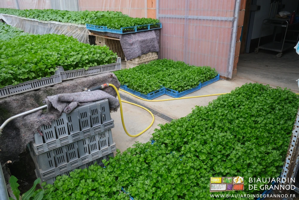photo des caisses de céleri rave en mottes posées sur le béton de sol en attente de plantation