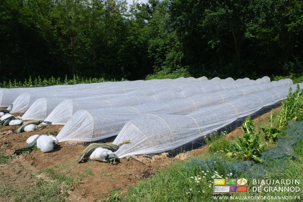 photo des arceaux chenille protégeant les planches de poivron d'un voile thermique