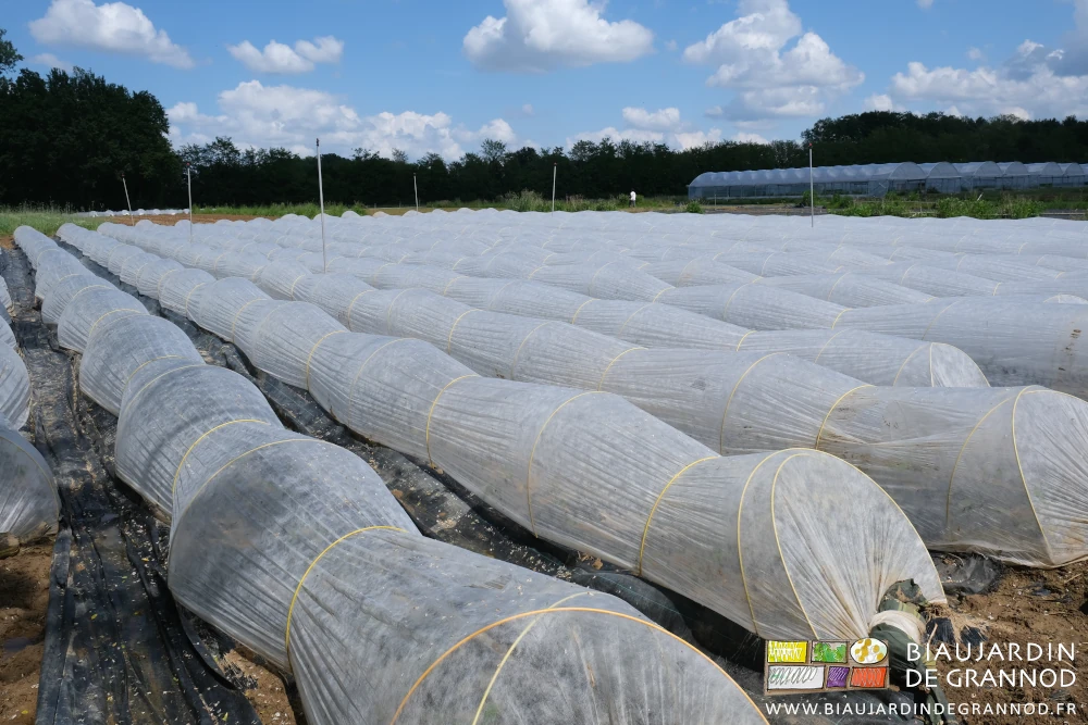 photo des planches d'aubergine couvertes de voile sur petits arceaux chenille