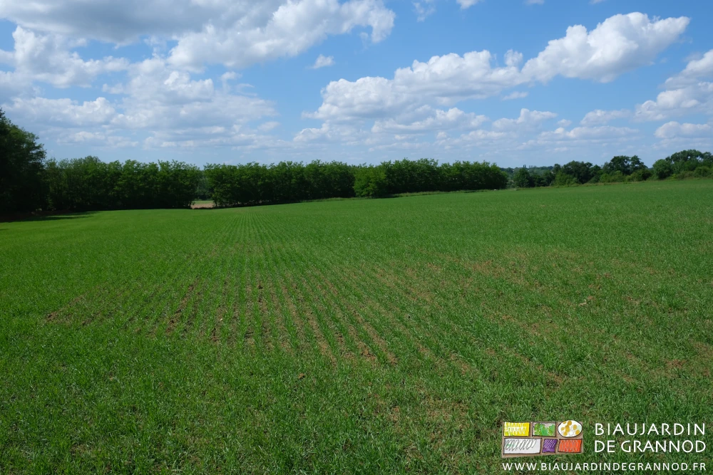 photo d'ensemble de la parcelle bien couverte de verdure sur fond de haie boiagère