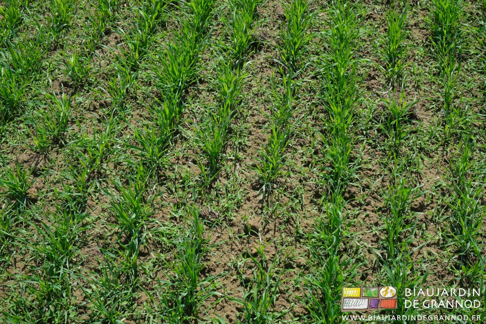 photo de certains entre-rangs couverts de levée d'adventices