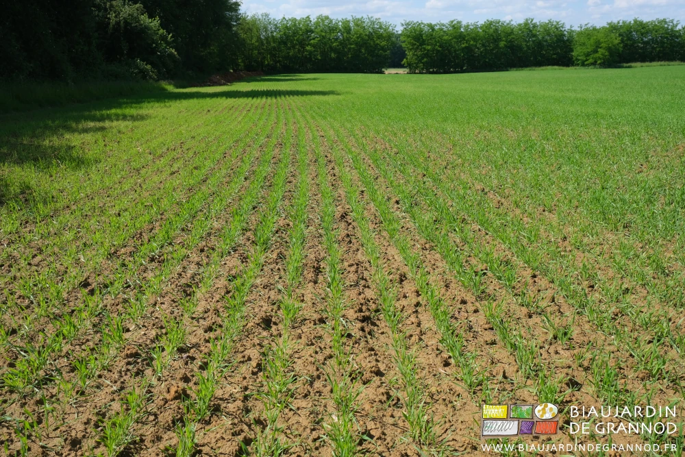 photo des rangs du mélange seigle trèfle