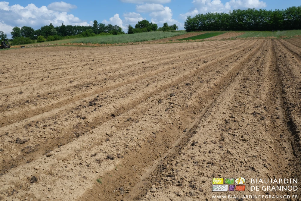 photo du fumier épandu sur toutes les planches d'une parcelle