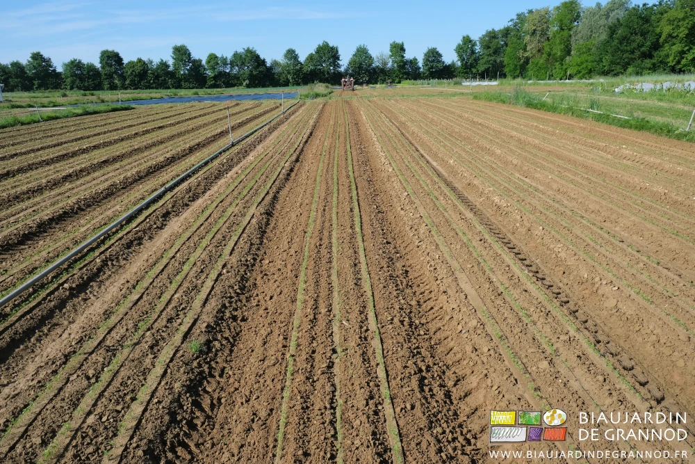 photo pendant leur binage de 2 carrés de carotte en enfilade 