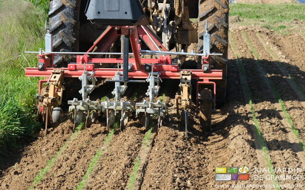photo de détail des lames sarclant le long des rangs de carotte