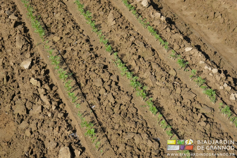 photo proche de 3 rangs de carotte après binage