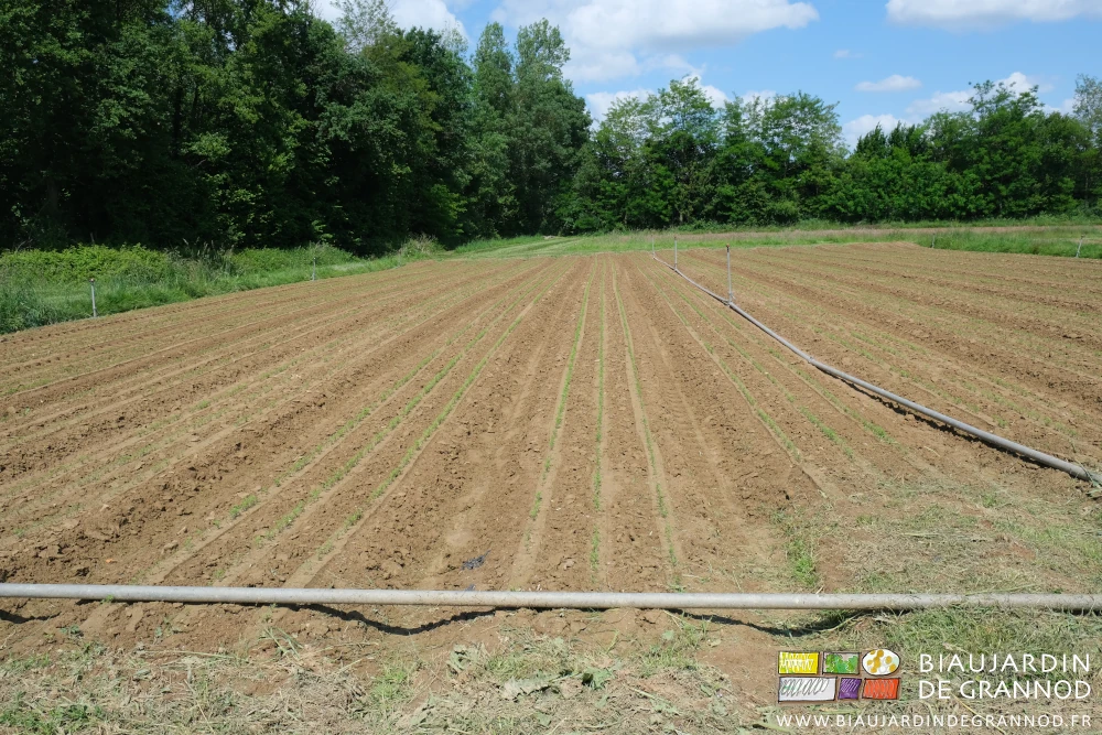 photo du carré de carotte après l'orage