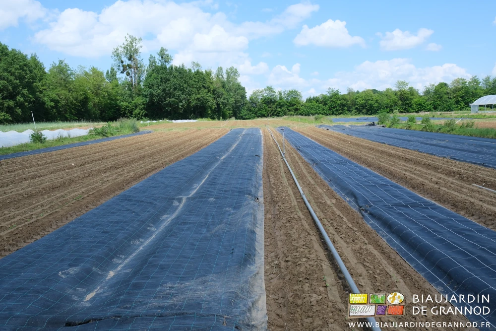 photo du carré de panais, moitié des planches à nouveau sous toile d'ocultation