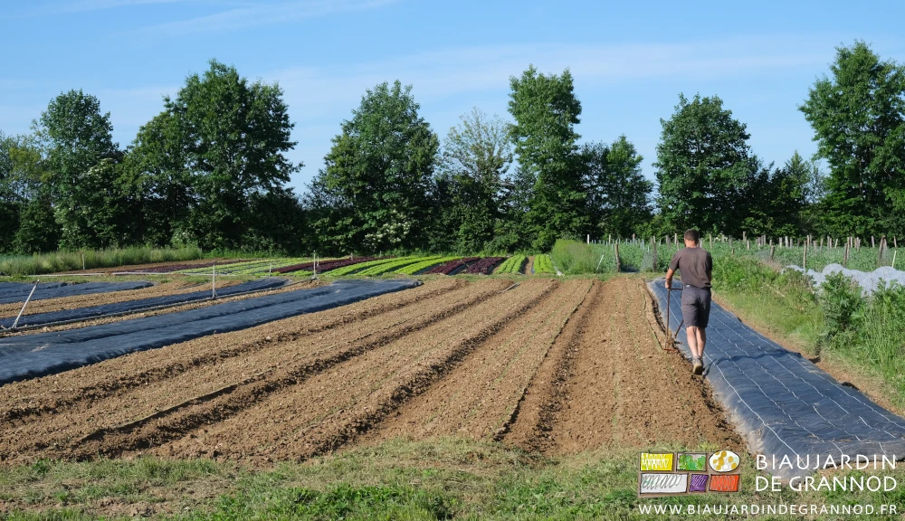 photo de Timothée poussant la houe maraîchère à lame pour biner les panais