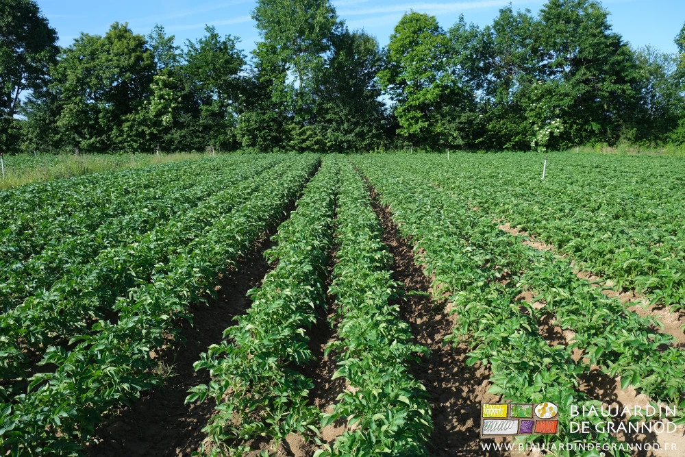 photo des carrés de pomme de terre au feuillage bien vert et sain sur fond de haie bocagère