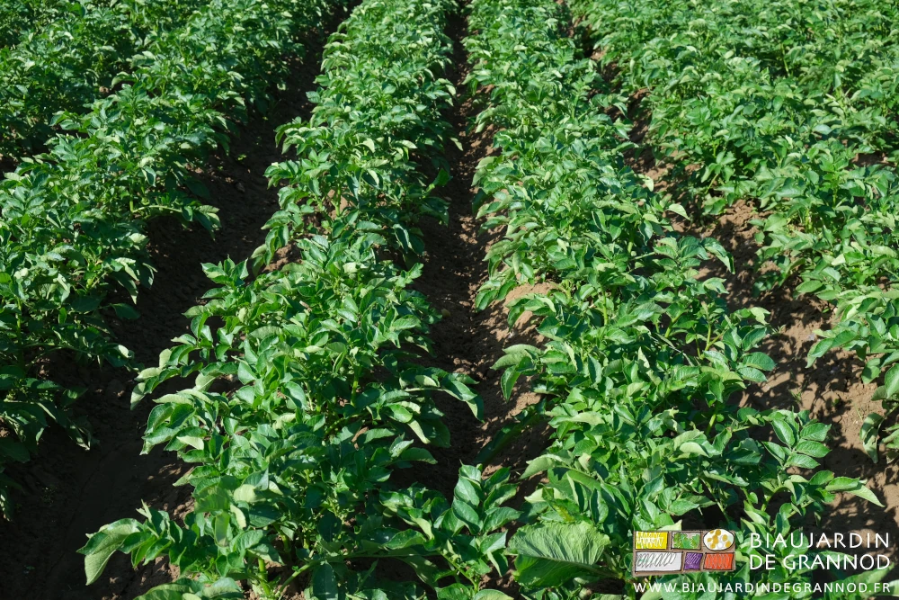 photo proche des rangs de pomme de terre buttés