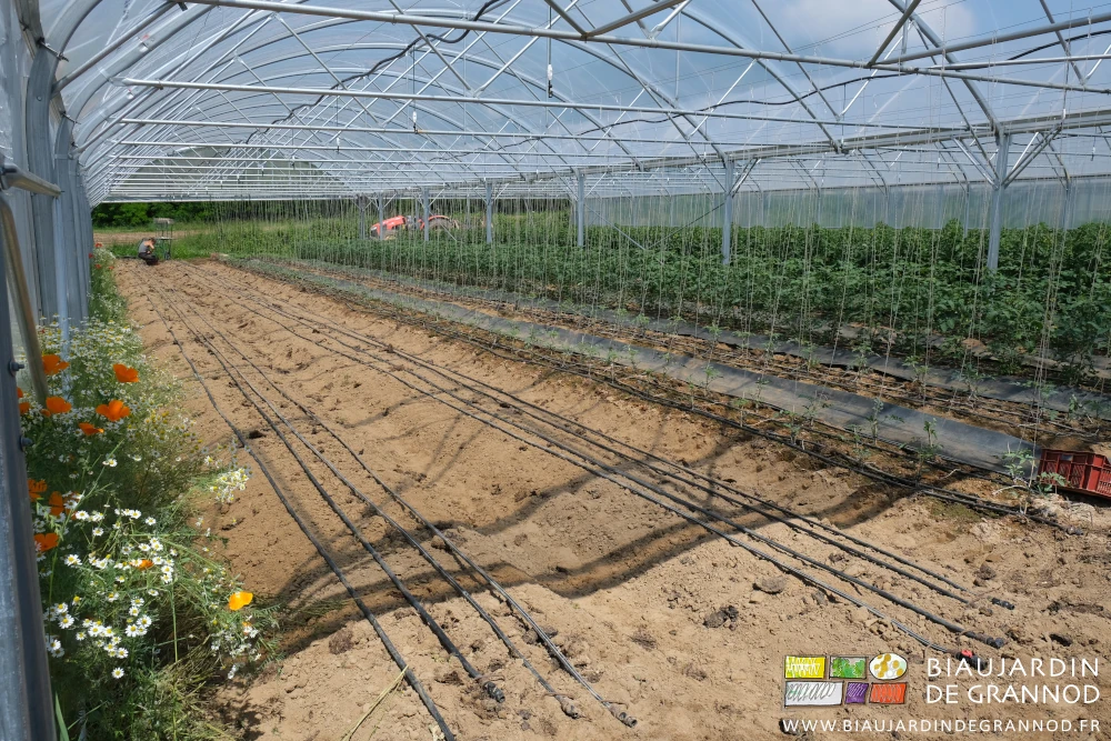photo de planches nues le goutte à goutte installé juste avant repiquage