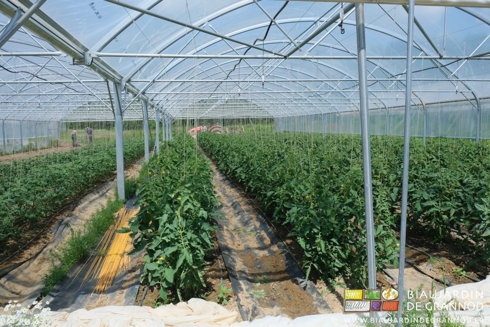 photo d'ensemble des 6 premières planches de tomate