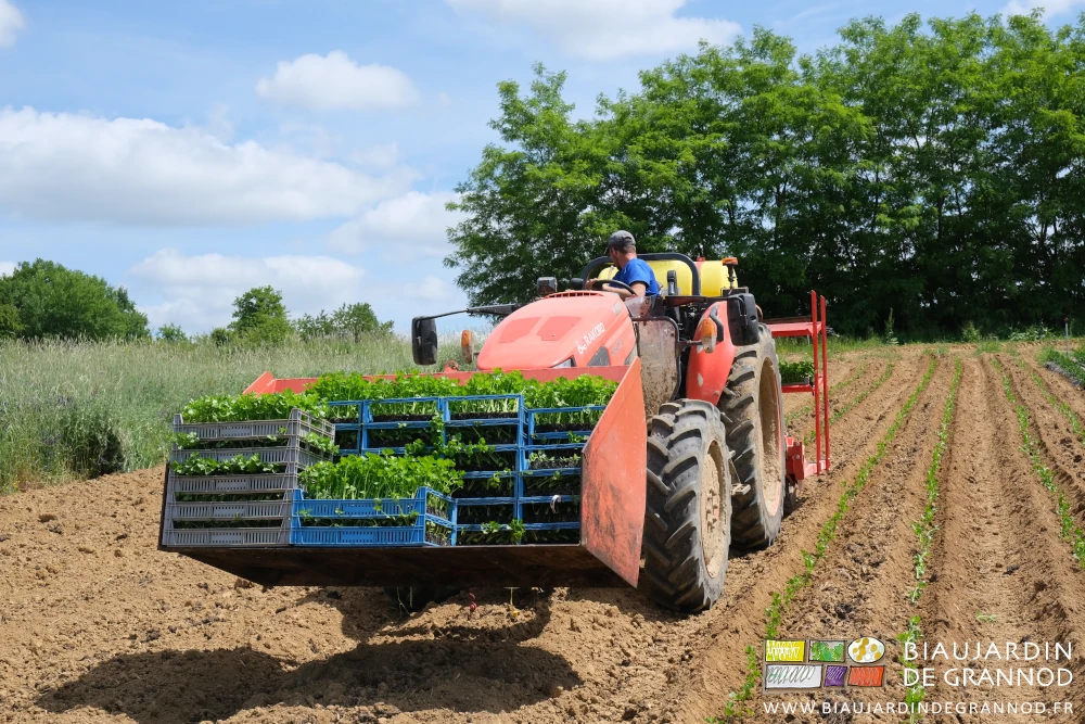 photo de tout l'équipage au travail de plantation