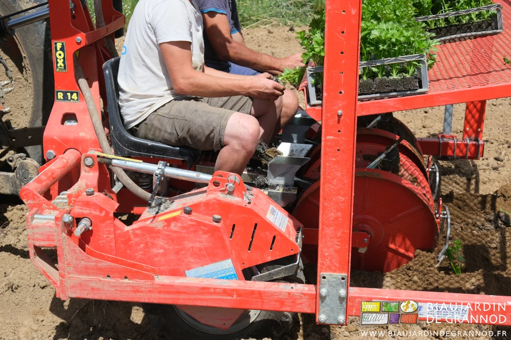 photo des mains de Valentin et Timothée alimentant en motte de céleri-rave les pinces de la planteuse