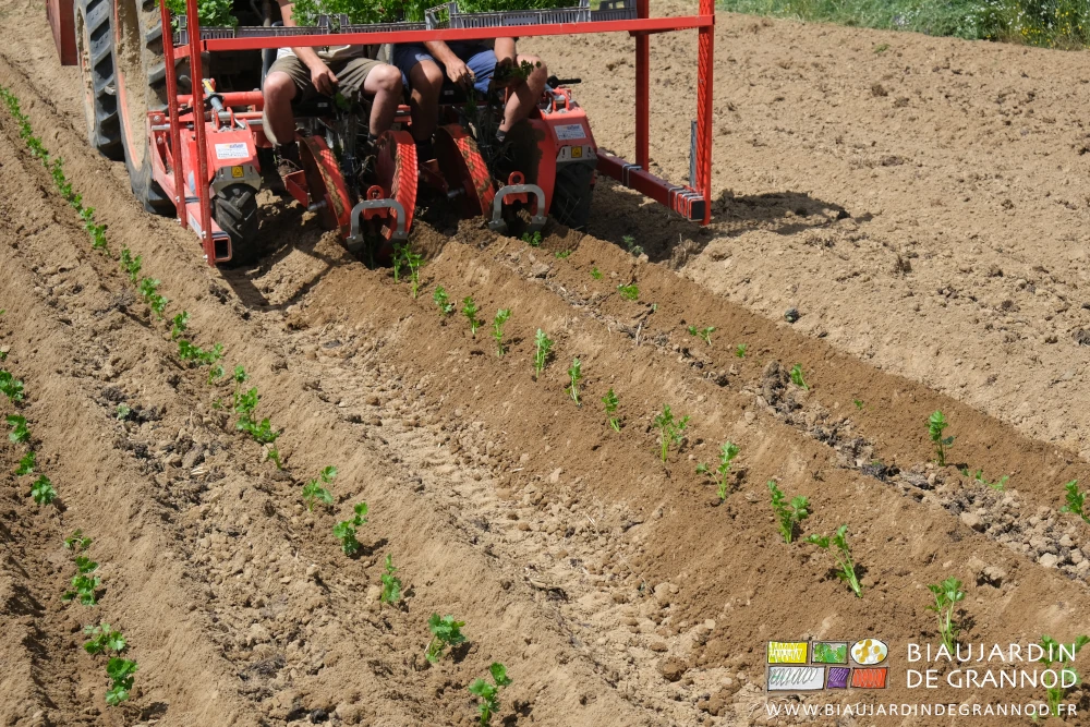 photo proche des éléments planteurs et des rangs de céleri