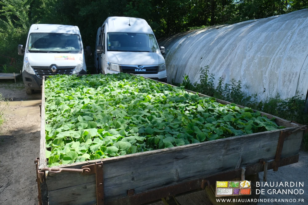 photo du plateau bois couvert de plaques de mottes de courges