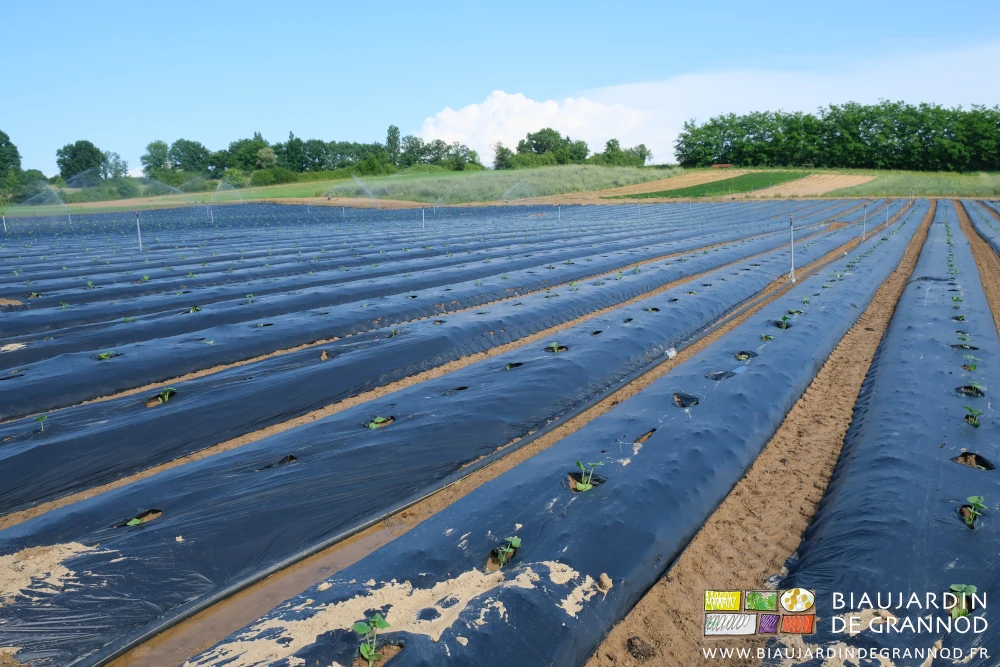 photo du carré de courges en cours d'arrosage