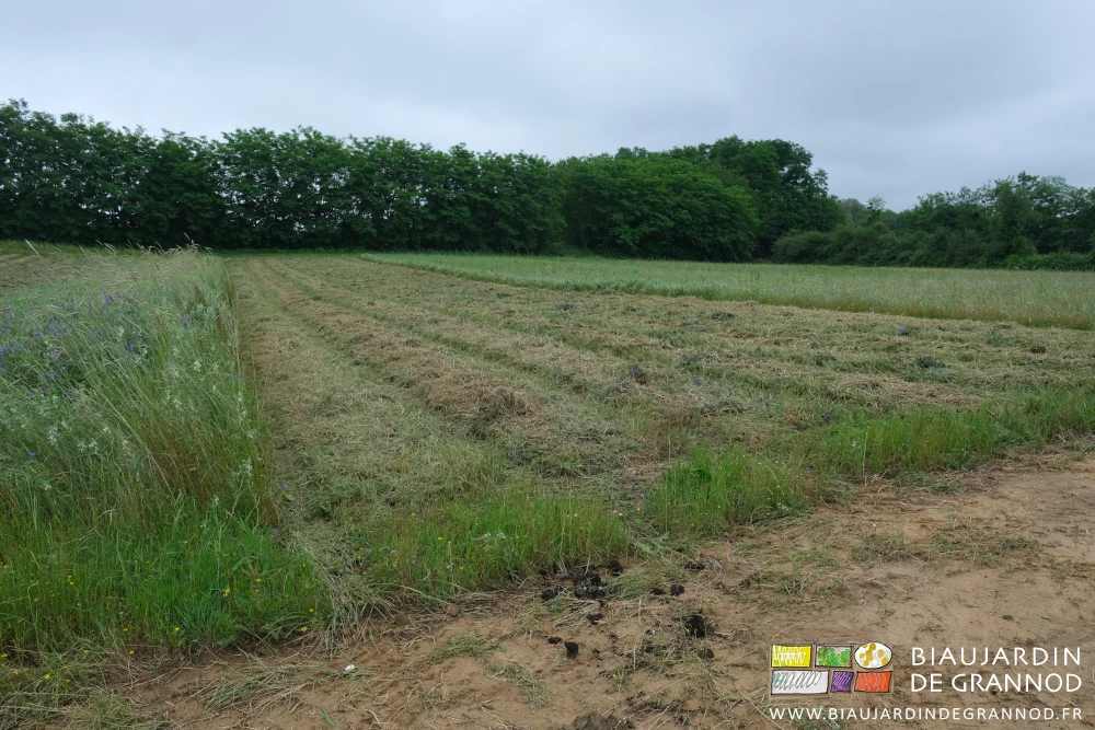 photo d'un carré de seigle vesce trèfle en cours de broyage