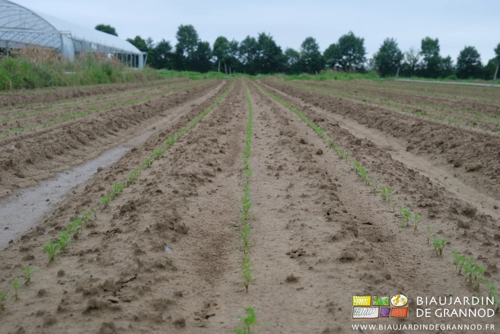 photo en perspectives de 3 rangs sur une planche de carotte tapée par les grosses gouttes d'orage