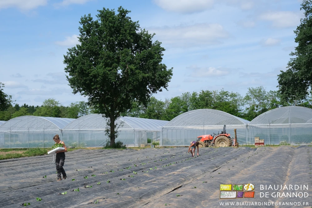 photo 2travailleuses plantant le carré couvert de toile tissée, et un chêne au bout des planches