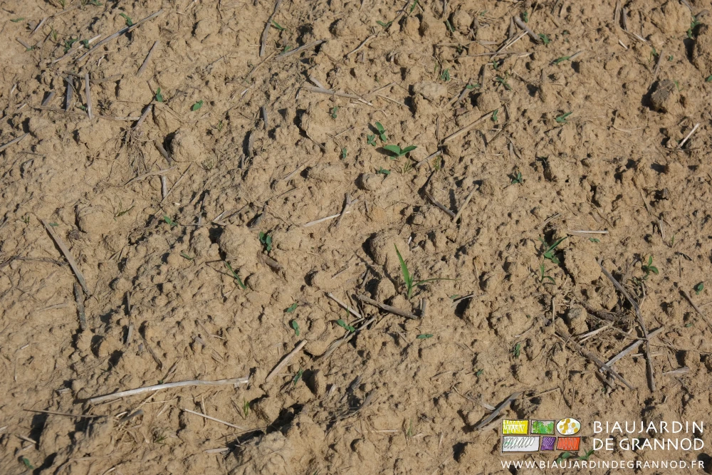 photo d'adventices panic notamment éparpillés sur la planche