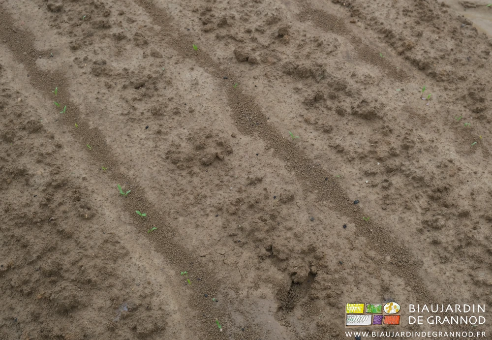 photo proche de rangs de panais partiellement levés