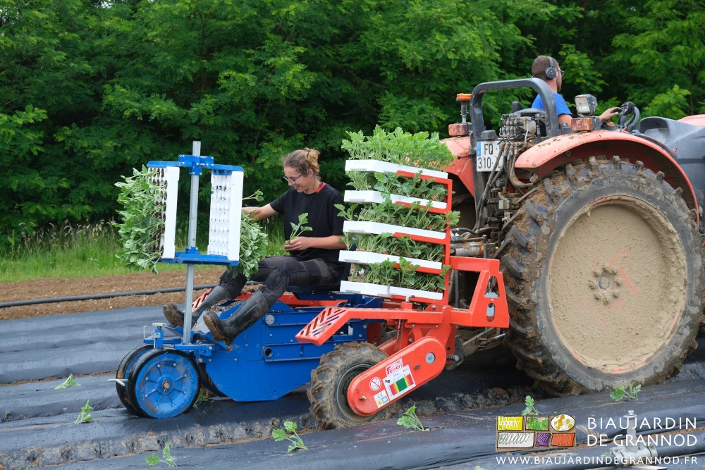 photo d'Alice alimentant les bêches de la planteuse tractée par Matthieu sur le Kubota