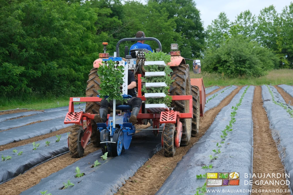 photo arrière de la plantation en cours, le tourniquet garni de plaques de mottes