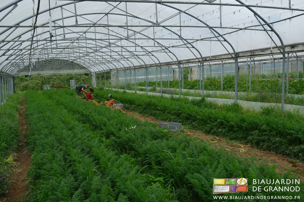 photo de récolte manuelle de bottes de carottes sous tunnel