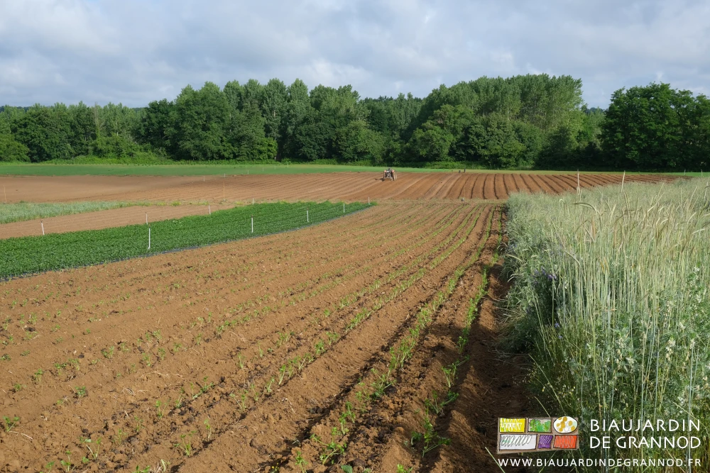 photo d'ensemble de la parcelle en cours de travail, engrais verts en fleurs et haies bocagères