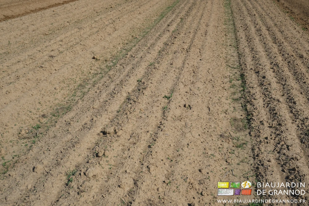 photo d'une planche avec de nombreuses herbes adventices