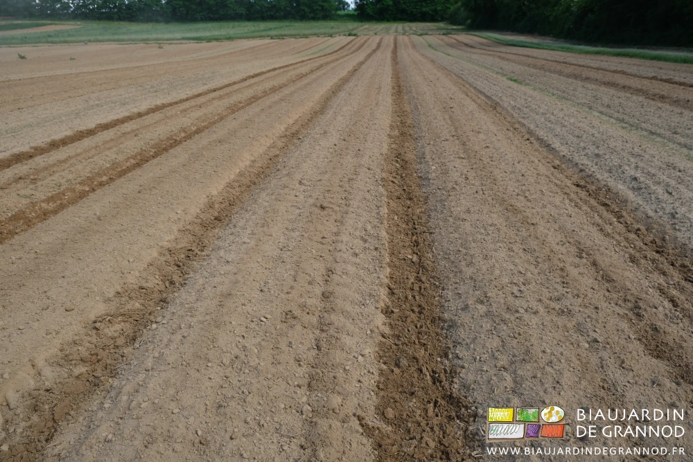 photo des planches et allées binées rapidement