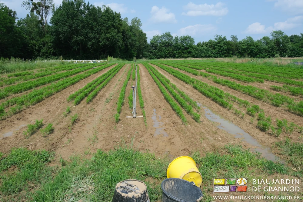 photo d'eau stagnante dans les allées permanentes près des seaux de désherbage