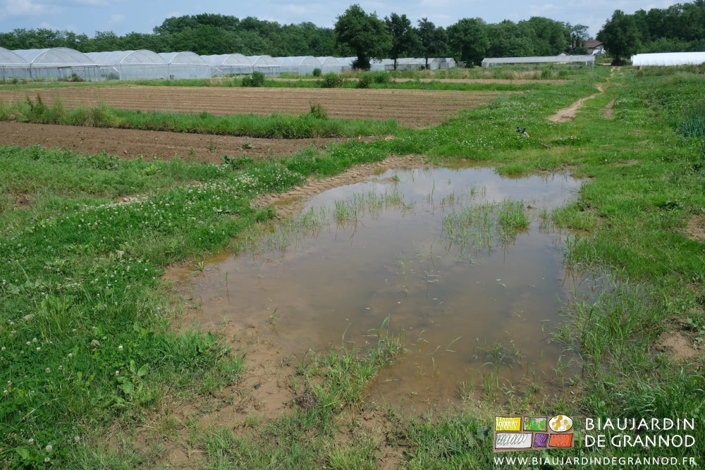 photo d'eau stagnante dans l'allée centrale du jardin