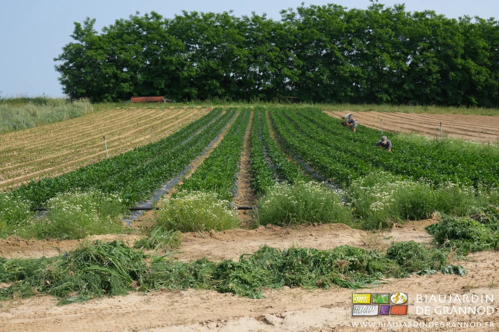 photo des tas d'herbes adventices arrachées et versées dans l'allée en bout des carrés