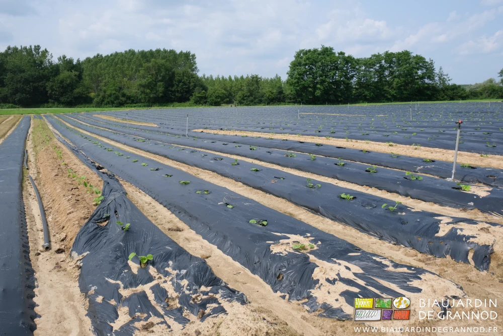 photo de plusieurs planches au paillage défaut dans les carrés de courges