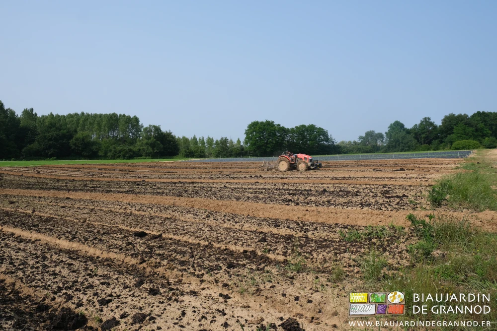 photo du tracteur qui travaille au cultibutte les carrés couverts de fumier