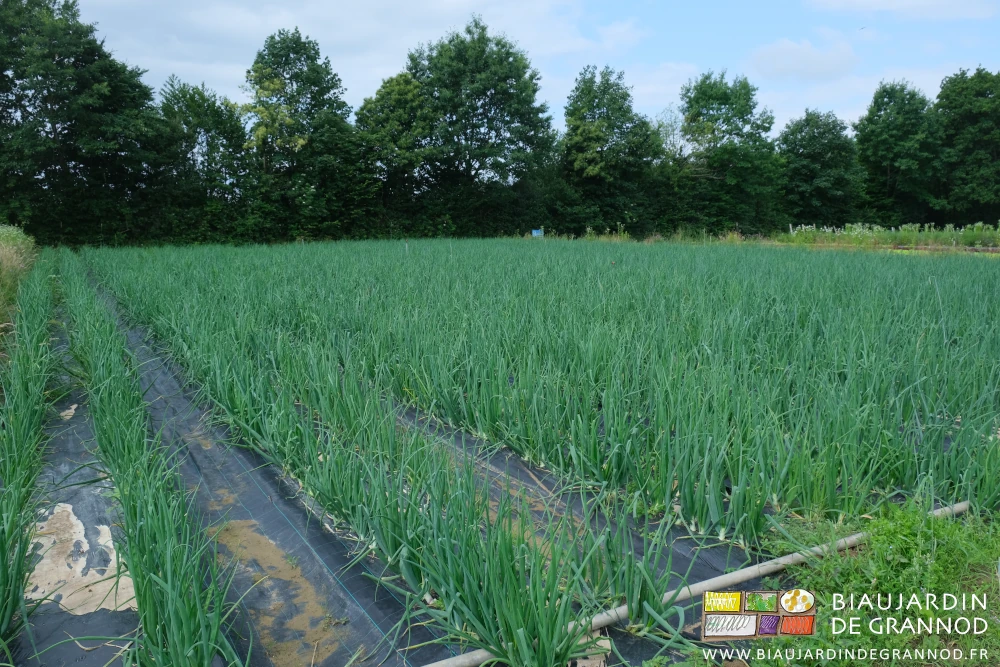 photo du carré d'oignon pour l'automne-hiver
