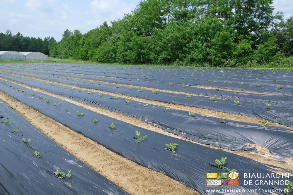 photo du carré de pastèque en cours de développement