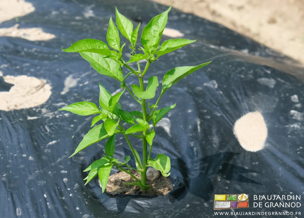 photo proche d'un pied de piment de la Bresse planté sur planche filmée