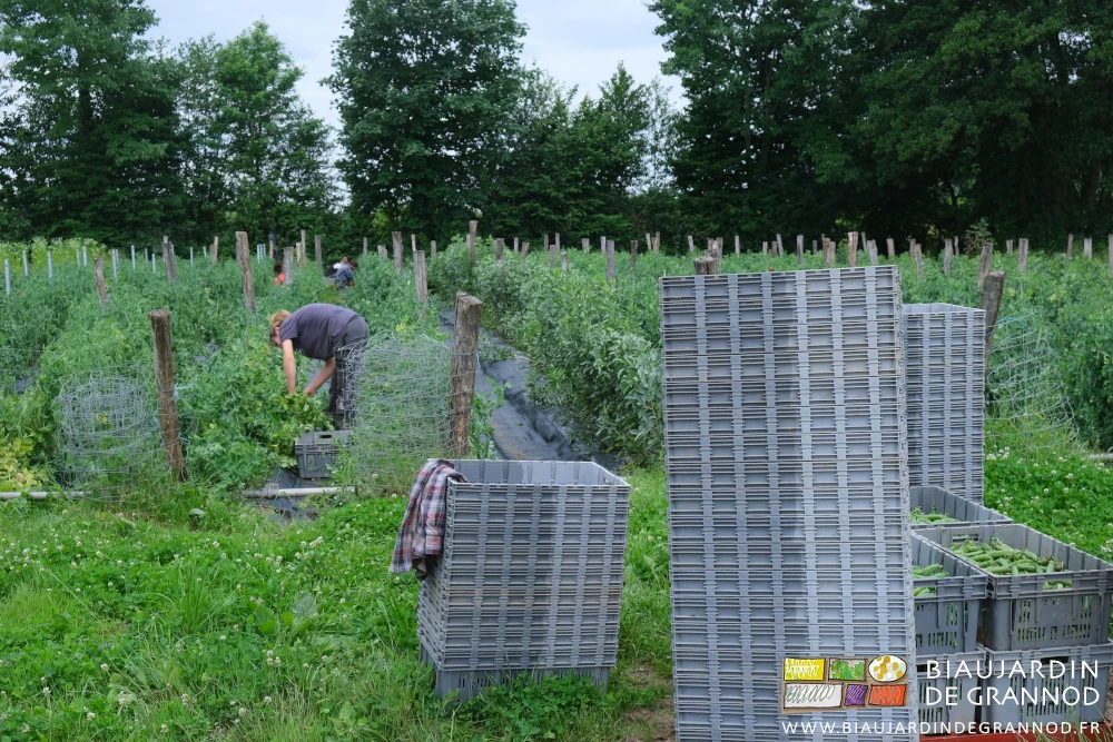 photo de 4 Biaux jardiniers penchés sur les petits pois ramés