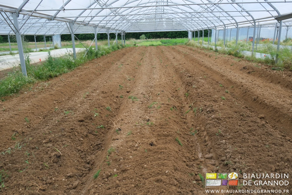 photo d'un bi-tunnel partiellement retravaillé après récolte